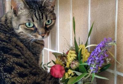 Всемирный день кошек: 5 причин, почему стоит завести пушистика