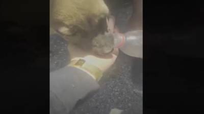 Видео: полицейские спасли щенка, запертого на стройке без воды