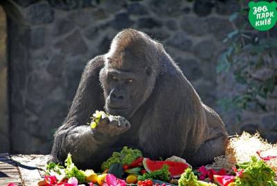Долгожителю киевского зоопарка горилле Тони устроили праздничный завтрак по случаю 47-летия