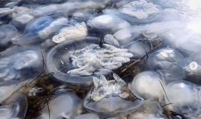 Море превратилось в студень: в Крыму продолжается нашествие медуз