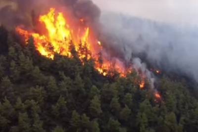 Уникальное 2500-летнее оливковое дерево сгорело в пожарах на греческом острове Эвия