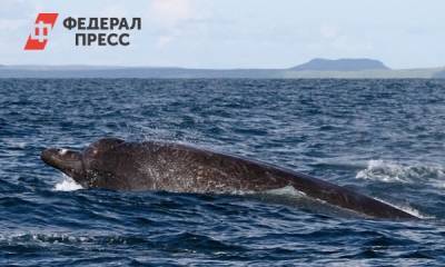 Стало известно о состоянии кита, застрявшего у берегов Сахалина