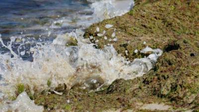 Черное море стало зеленым: пляжи Анапы атаковали гниющие водоросли
