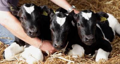 В Пинском районе инвестиции в молочную отрасль окупают на новых фермах
