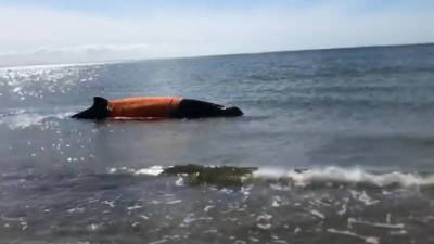 Новости на "России 24". На Сахалине пятиметровый кит сумел выбраться из плена