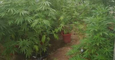 ФОТО. Под Резекне незаконно выращивали марихуану: изъято 2 кг наркотика и оружие