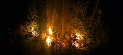 На выходных в Карелии снова горел лес
