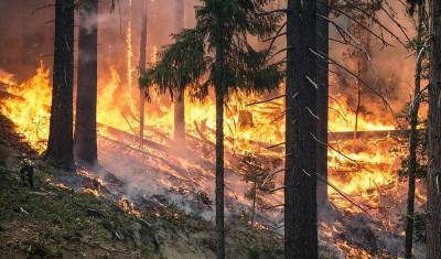 Глава Башкирии начал совещание с обсуждения ситуации с лесными пожарами
