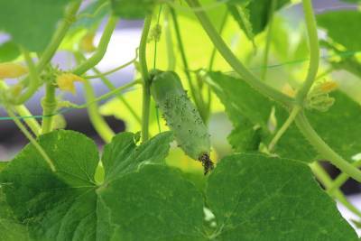 Трещины на помидорах и редкий сбор огурцов: основные ошибки огородников в августе