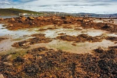 Бактерии и грибы очистят побережье Баренцева моря и Кольского залива от нефтепродуктов