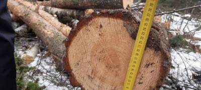 В администрации Петрозаводска не знают, какие деревья высаживать на месте вырубки в парке «Каменный бор»