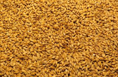 Ячмень держится на уровне пшеницы по темпам экспорта