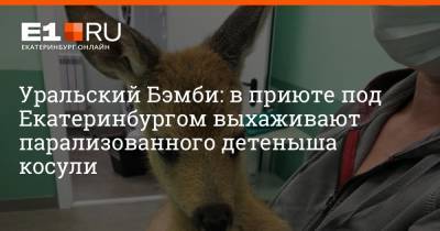 Уральский Бэмби: в приюте под Екатеринбургом выхаживают парализованного детеныша косули