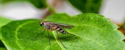 «Сорняк голода» может способствовать распространению малярии