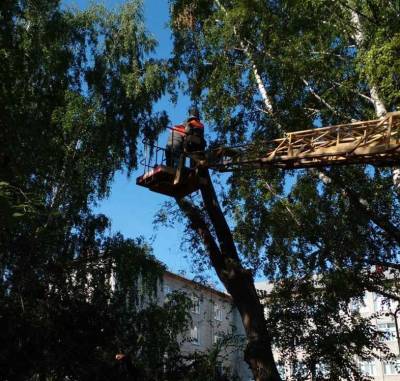 В планах на неделю в Ульяновске - снос 68 аварийных деревьев