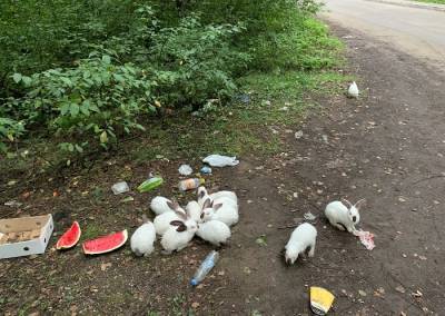 В Костроме по дорогам гуляют бездомные больные кролики