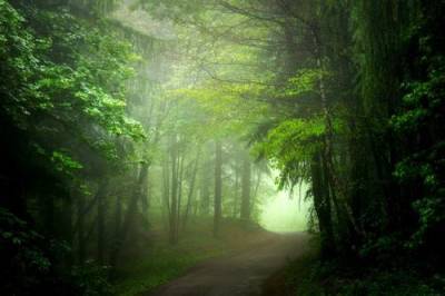 Леса не только поглощают углерод, но и умеют создавать облака - argumenti.ru - Экология