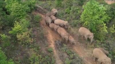 В Китае завершается сага о знаменитых слонах, которые гуляют сами по себе