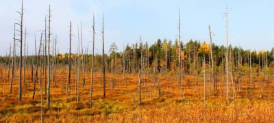В Карелии установлен режим особой охраны болотных памятников природы