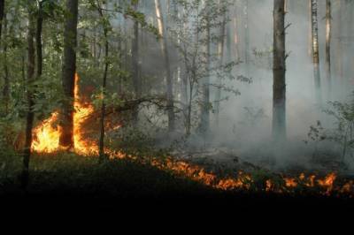 Воронежский биосферный заповедник горит в Липецкой области