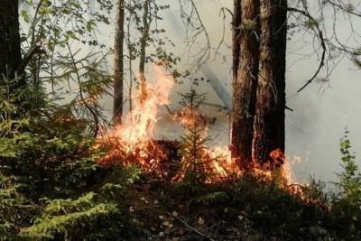 В выходные в Карелии потушили лесной пожар