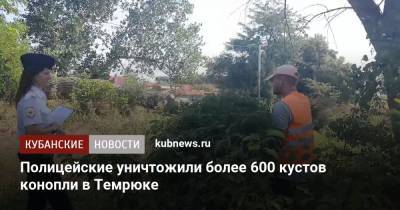 Полицейские уничтожили более 600 кустов конопли в Темрюке - kubnews.ru - Россия - Анапа - Краснодарский край - Темрюк