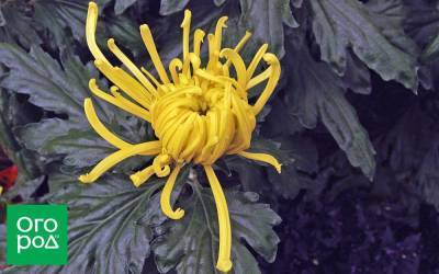 5 интересных фактов о хризантемах