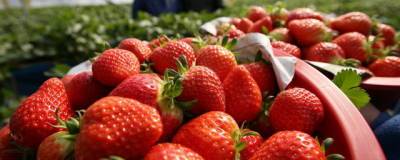 В Подмосковье планируют собрать около 1,5 тысячи тонн ягод