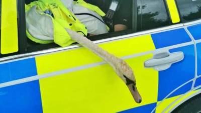 Пернатый нарушитель: британская полиция задержала лебедя, который заблокировал дорожное движение