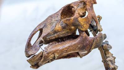 В Австралии нашли кости крупнейшего летающего ящера