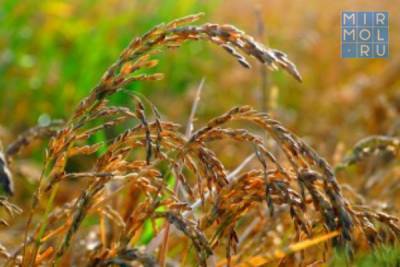 Минсельхопрод РД объявляет отбор сельскохозяйственных товаропроизводителей на получение субсидий