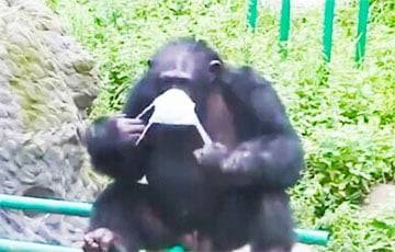 Тщательно моющая руки мылом шимпанзе стала звездой Сети