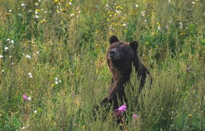 Центрально-лесной заповедник в Тверской области приглашает посмотреть на медведей на овсах