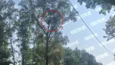 В московском парке заметили привязанную к верхушке дерева женщину с арбалетом