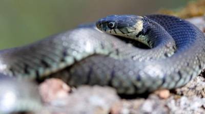 С начала года от укусов змей пострадало более 60 человек