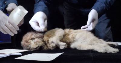 В Сибири нашли мумию льва возрастом в 28 тысяч лет
