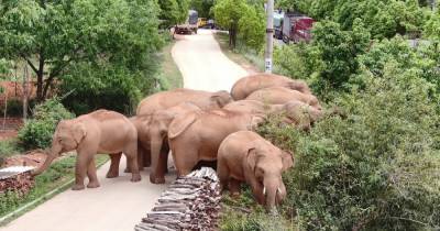 Спустя 17 месяцев: стадо слонов, сбежавших из китайского заповедника, наконец, отправилось домой