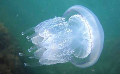 «Ведра для медуз не забудьте»: туристы рассказали, как борются с «напастью» в Кирилловке