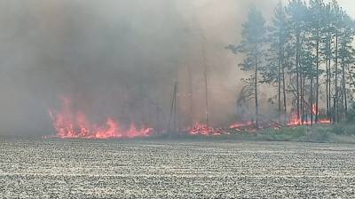 В Воронежской области загорелся лес: появилось видео