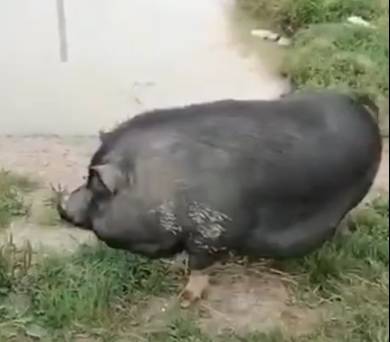 В Ленобласти своенравная свинья Света не ужилась с животными из приюта — видео