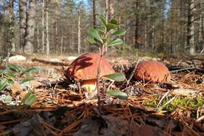 Петербуржцам рассказали о самых грибных местах Ленобласти