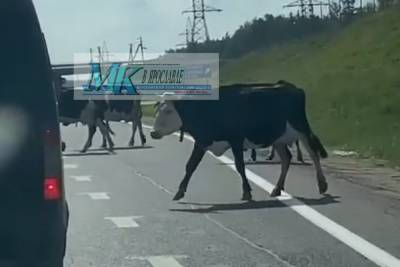 В Ярославской области коровы вышли наперерез трассе