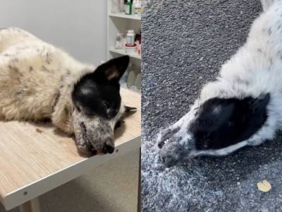 В Уфе спасли собаку, которую отравили в центре города