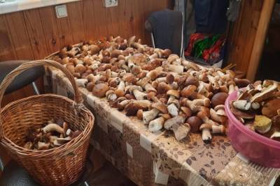 Петербурженка собрала почти тысячу белых грибов в Ленобласти