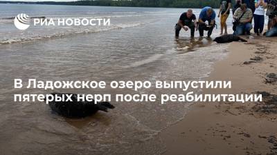 Пятерых кольчатых нерп выпустили в Ладожское озеро после реабилитации в петербургском центре
