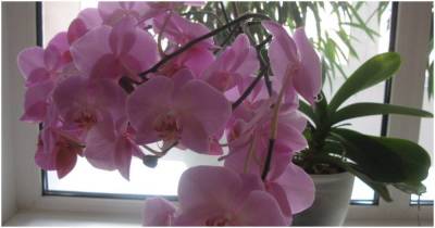 Копеечное аптечное средство вернёт Орхидее здоровье, рост и цветение