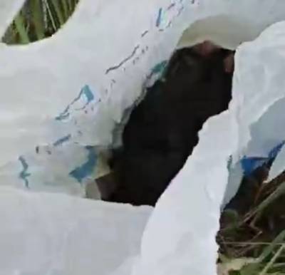 Новорожденных щенков собрали в пакет и выбросили в лес под Смоленском. Видео