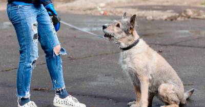 Ветеринар дал москвичам советы по спасению собак от догхантеров