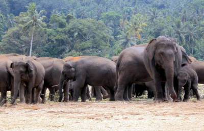 B КНР эвакуировали более 150 тыс. жителей из-за блуждающих диких слонов