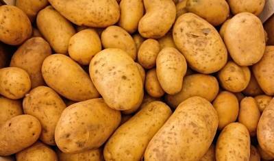 В этом году российский картофель может не попасть на прилавки магазинов